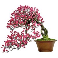 Japanese flowering apricot bonsai tree care
