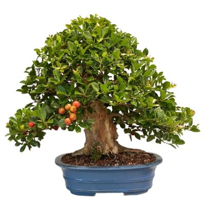 Cattley Guava bonsai tree Psidium cattleianum bonsai tree Strawberry guava bonsai tree Psidium cattleyanum bonsai tree Psidium littorale bonsai tree