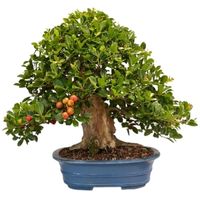 Cattley Guava bonsai tree care Psidium littorale bonsai tree care