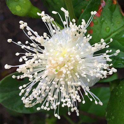 Cattley Guava bonsai tree flower Psidium littorale bonsai tree flower