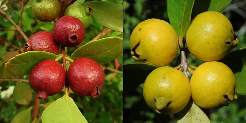 Cattley Guava bonsai tree fruit Psidium littorale bonsai tree fruit strawberry guava bonsai tree fruit