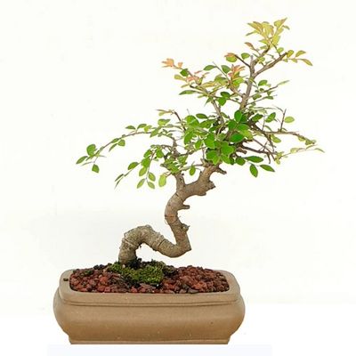 Chinese Zelkova bonsai tree, zelkova sinica bonsai tree