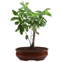Common guava bonsai tree care Psidium guajava bonsai tree care guava bonsai tree care