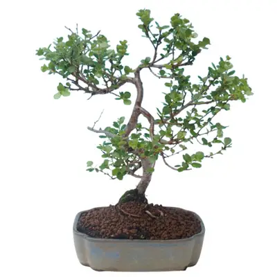 Dwarf Birch bonsai tree Betula nana bonsai tree