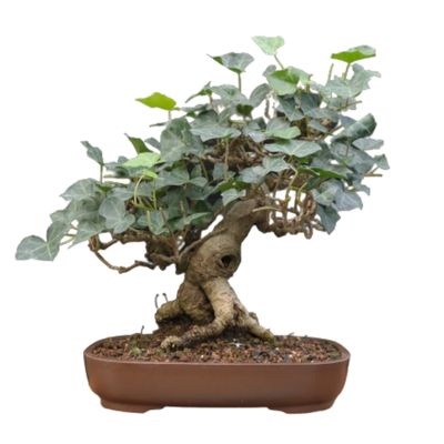 English Ivy bonsai tree Hedera helix bonsai tree Hedera bonsai tree ivy bonsai tree