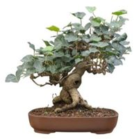 English Ivy bonsai tree care Hedera helix bonsai tree care Hedera bonsai tree care ivy bonsai tree care