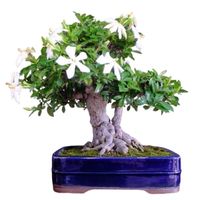 Gardenia bonsai tree care Gardenia jasminoides bonsai tree care