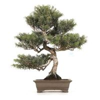 Western Hemlock bonsai tree care Hemlock bonsai tree care Tsuga bonsai tree care Tsuga canadensis bonsai tree care Tsuga heterophylla bonsai tree care