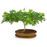 Japan pepper bonsai tree care Zanthoxylum piperitum bonsai tree care