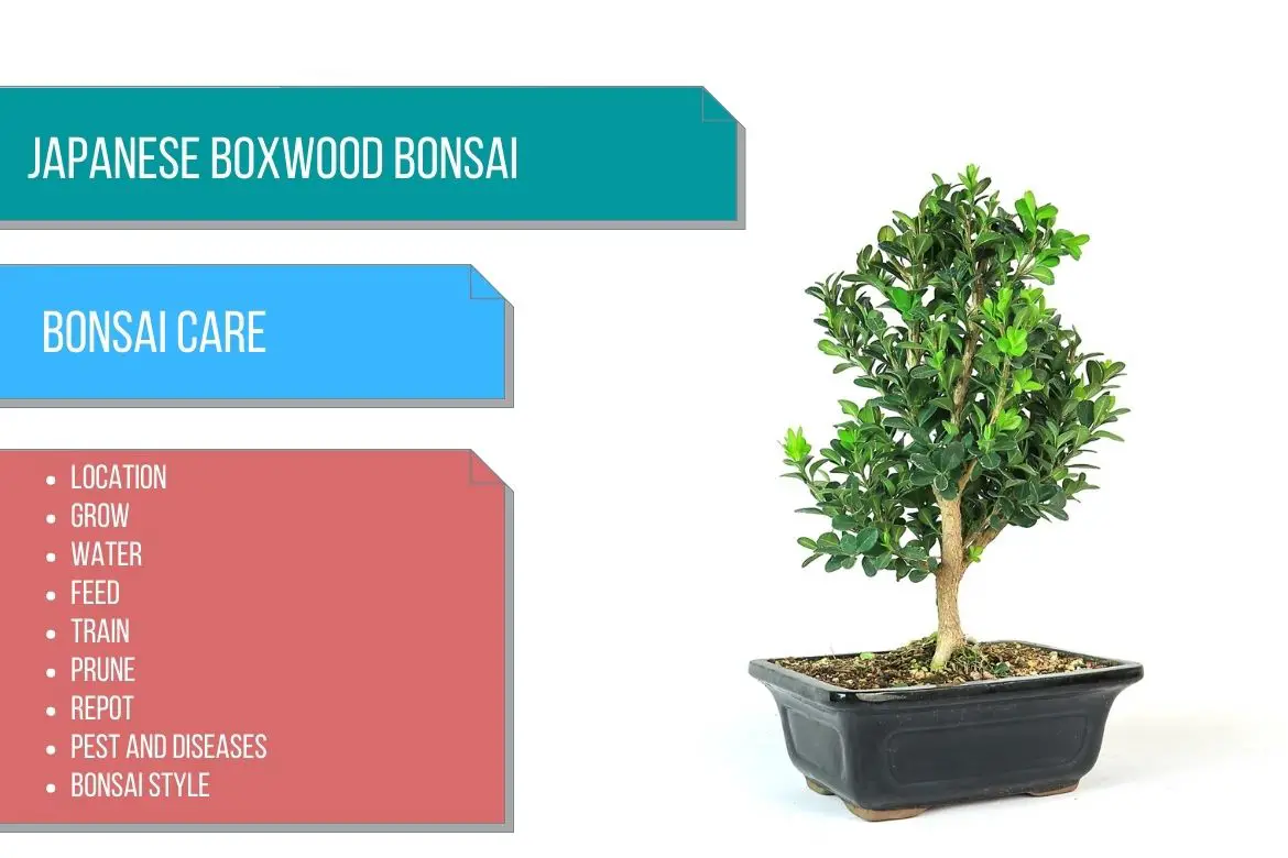Japanese Boxwood bonsai care