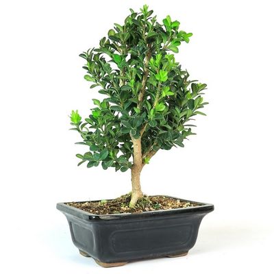 Japanese Boxwood bonsai tree Buxus microphylla bonsai tree