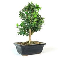 Japanese Boxwood bonsai tree care Buxus microphylla bonsai tree care