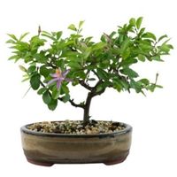 Lavender Star Flower bonsai tree care Grewia occidentalis bonsai tree care Grewia bonsai tree care