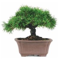 Mugo pine bonsai tree care Pinus mugo bonsai tree care Swiss Mountain Pine bonsai tree care Dwarf mountain pine bonsai tree care