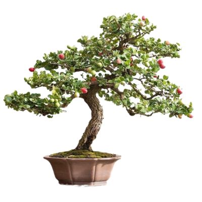 Natal plum bonsai tree Carissa macrocarpa bonsai tree 