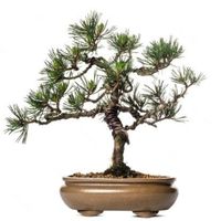Scots pine bonsai tree care pinus sylvestris bonsai tree care Scotch Pine bonsai tree care