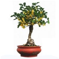Tea Olive bonsai tree care Osmanthus fragrans bonsai tree care false holly bonsai tree care sweet olive bonsai tree care