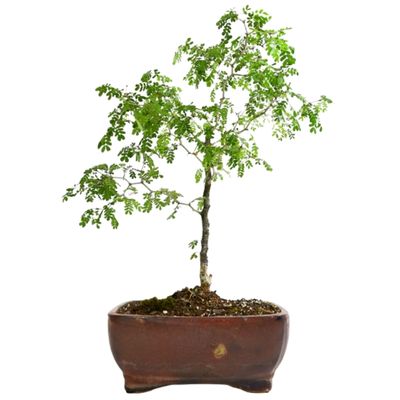 Texas Ebony bonsai tree Ebenopsis ebano bonsai tree 