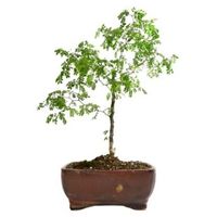 Texas Ebony bonsai tree care Ebenopsis ebano bonsai tree care