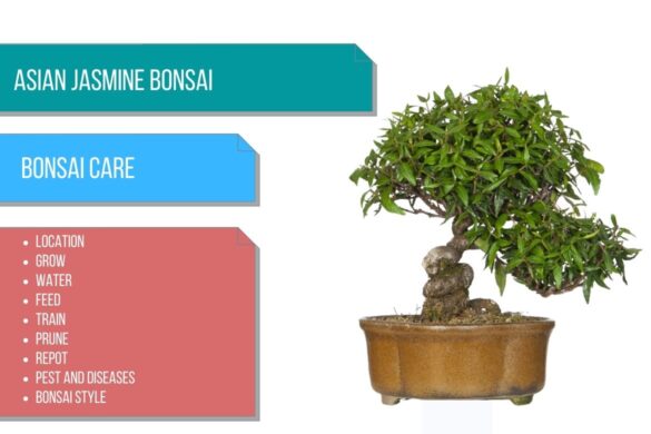 Asian Jasmine bonsai care