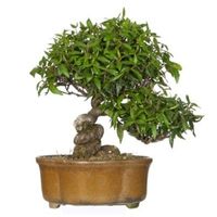 Trachelospermum asiaticum bonsai tree care Asian Jasmine bonsai tree care Asiatic Jasmine bonsai tree care