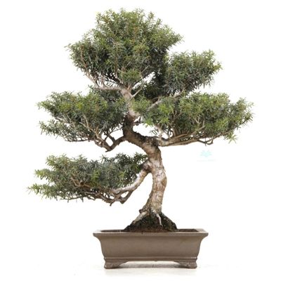 Western Hemlock bonsai tree Hemlock bonsai tree Tsuga bonsai tree Tsuga canadensis bonsai tree Tsuga heterophylla bonsai tree