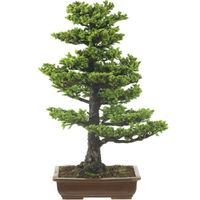 Yezo spruce bonsai tree Picea jezoensis bonsai tree ezo spruce bonsai tree