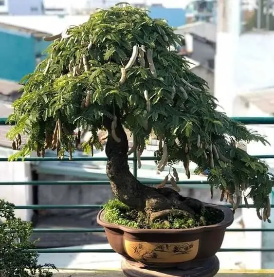 tamarind bonsai tree with pods Tamarindus indica bonsai tree with pods
