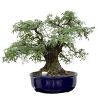 Acacia bonsai tree care Silver Wattle bonsai tree care Acacia dealbata bonsai tree care
