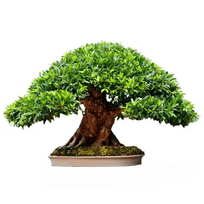 Boxwood fig bonsai tree Box Leaf Fig bonsai tree Ficus buxifolia bonsai tree Ficus Lingua bonsai tree