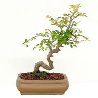 Chinese Zelkova bonsai tree care zelkova sinica bonsai tree care