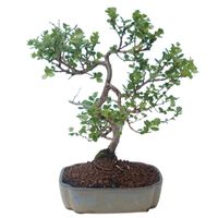 Dwarf Birch bonsai tree care Betula nana bonsai tree care