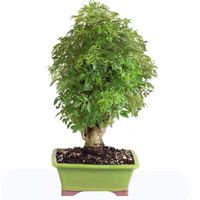 Ming aralia bonsai tree care aralia bonsai tree care aralia ming bonsai tree care parsley aralia bonsai tree care