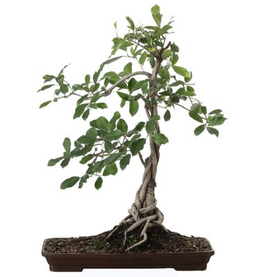 Natal fig bonsai tree Ficus natalensis bonsai tree