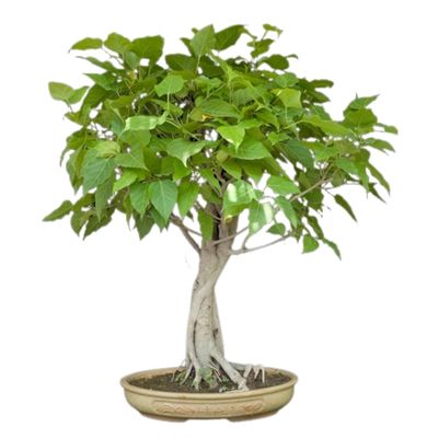 Sacred fig bonsai tree Ficus religiosa bonsai tree bodhi tree bonsai 
