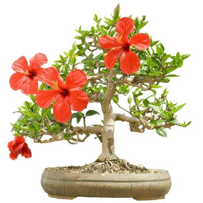 china rose bonsai tree hibiscus rosa sinensis bonsai tree rose of china bonsai tree rose mallow bonsai tree