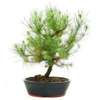 Aleppo pine bonsai tree care pinus halepensis bonsai tree care Jerusalem pine bonsai tree care pino halepensis bonsai tree care
