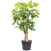 Australian umbrella tree bonsai tree care schefflera actinophylla bonsai tree care Heptapleurum actinophyllum bonsai tree care