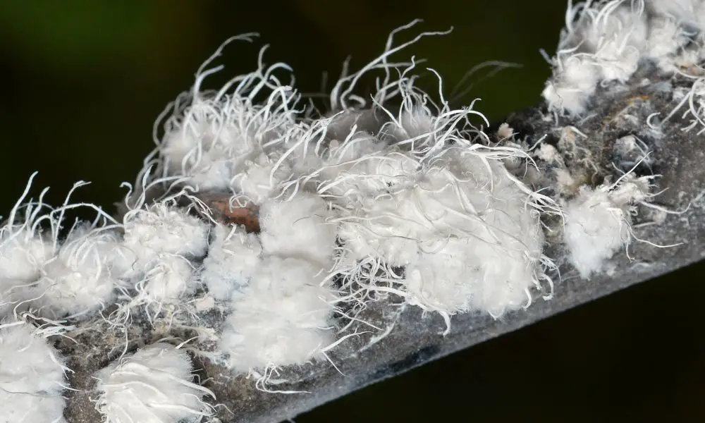 Bonsai pests woolly aphids on bonsai tree