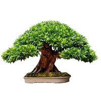 Boxwood fig bonsai tree care Box Leaf Fig bonsai tree care Ficus buxifolia bonsai tree care Ficus Lingua bonsai tree care
