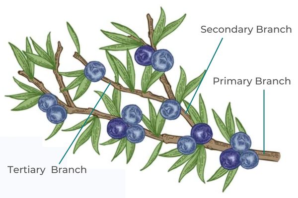 Primary, secondary and tertiary branches of juniper bonsai tree