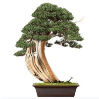 Californian juniper bonsai tree care california juniper bonsai tree care juniperus californica bonsai tree care