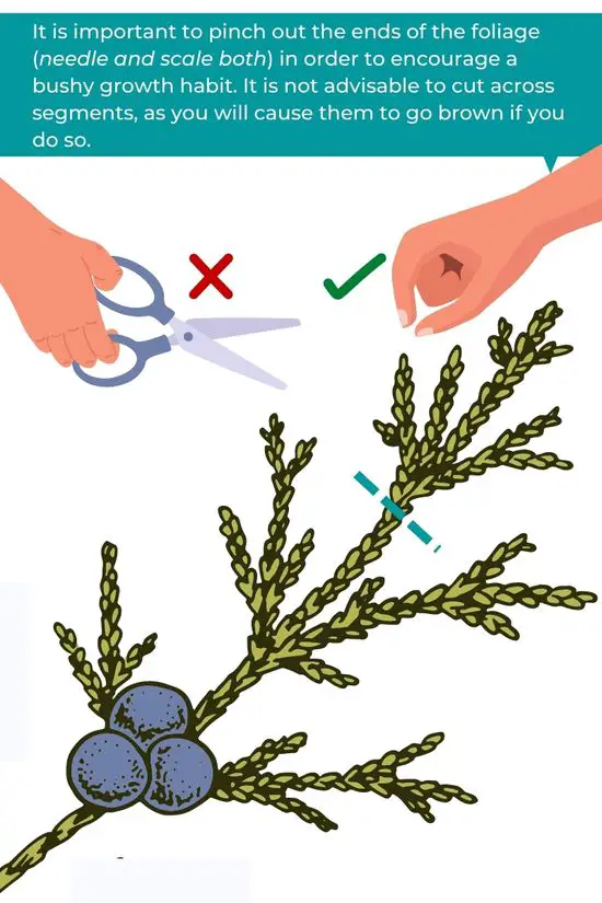 How to prune a juniper bonsai