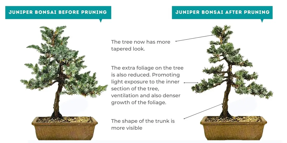 Juniper bonsai pruning