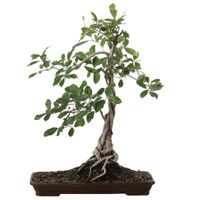 Natal fig bonsai tree care Ficus natalensis bonsai tree care