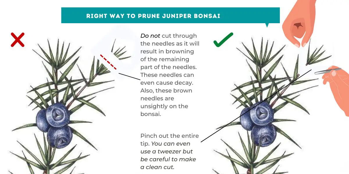 Right way to prune juniper bonsai