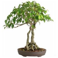 Weeping fig bonsai tree care Ficus benjamina bonsai tree care Benjamin fig bonsai tree care