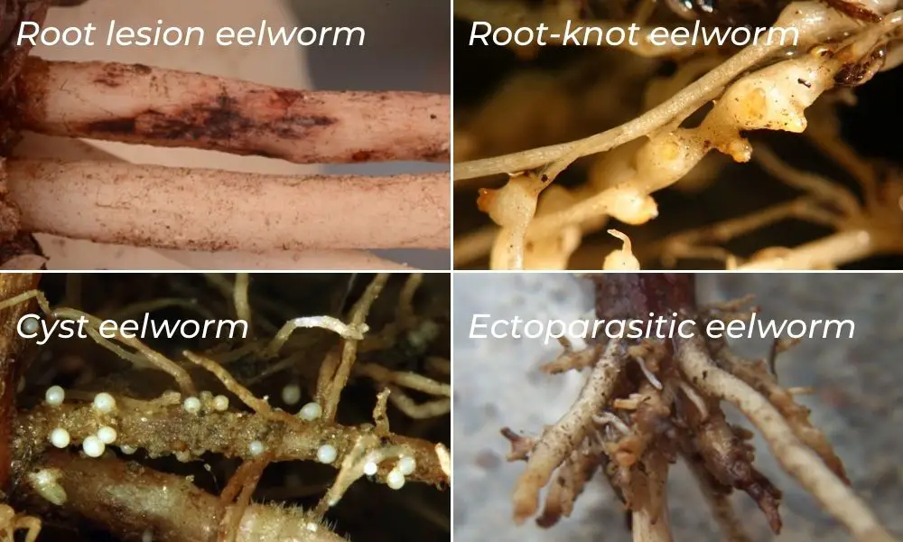 bonsai pests eelworm or nematodes on bonsai tree