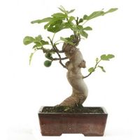 common fig bonsai tree care Ficus carica bonsai tree care