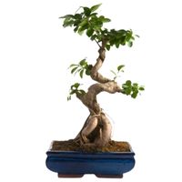 ficus microcarpa bonsai tree care banyan tree bonsai tree care Laurel fig bonsai tree care